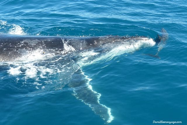 Baleines Australie