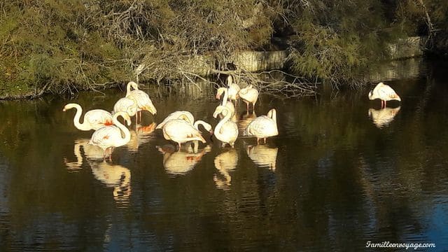 parc ornithologique pont de gau