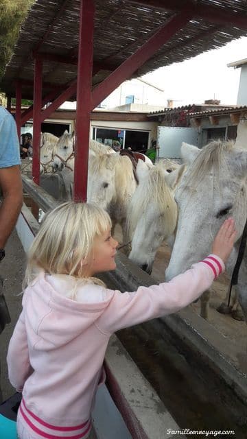 cheval en camargue