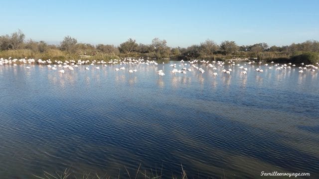 parc ornithologique pont de gau