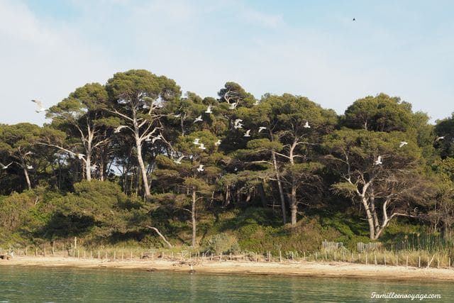 plage de notre dame porquerolle