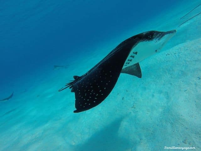 voyage en famille en polynésie raie manta maupiti