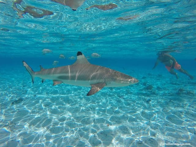 voyage en famille en polynésie requin pointe noire