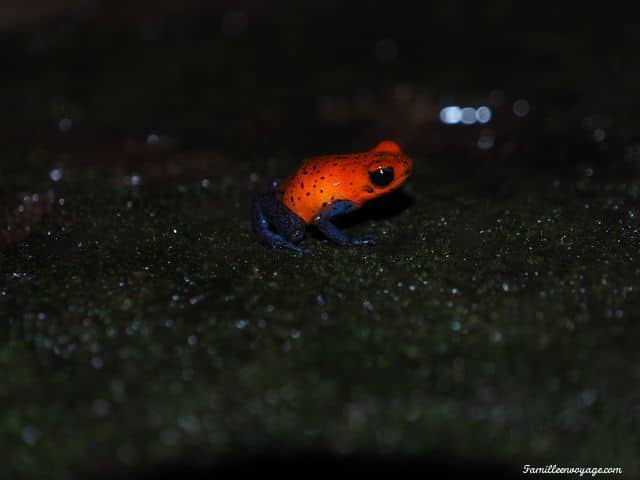 grenouille blue jeans costa rica