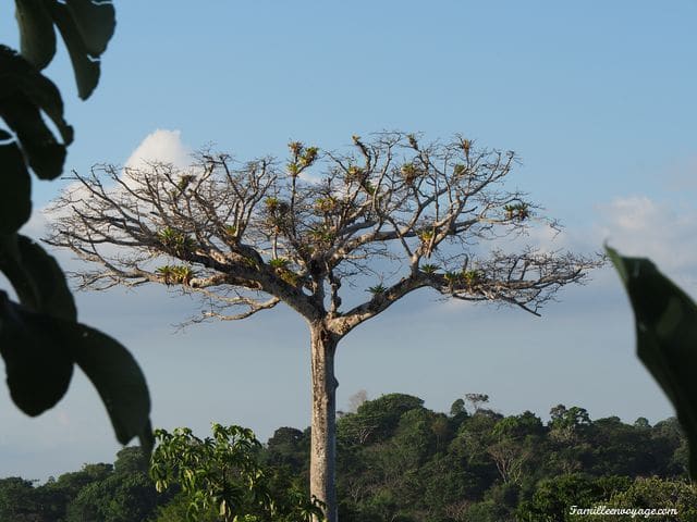 arbre costa rica 