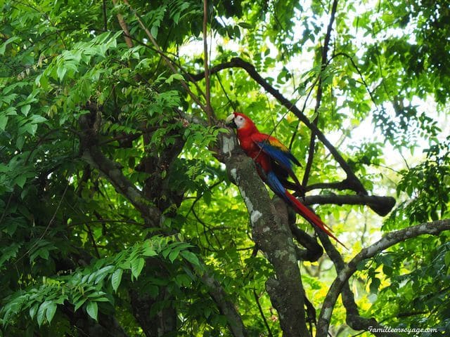 voyage costa rica en famille dominical