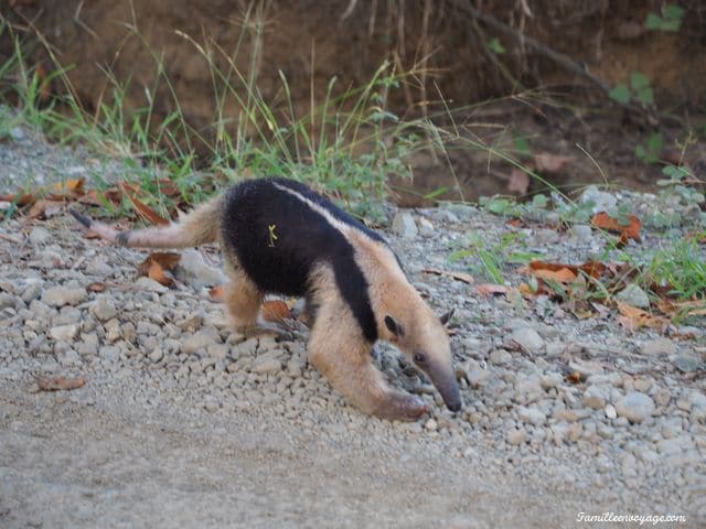 fourmilier du costa rica