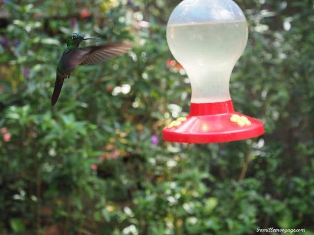 costa-rica-colibri