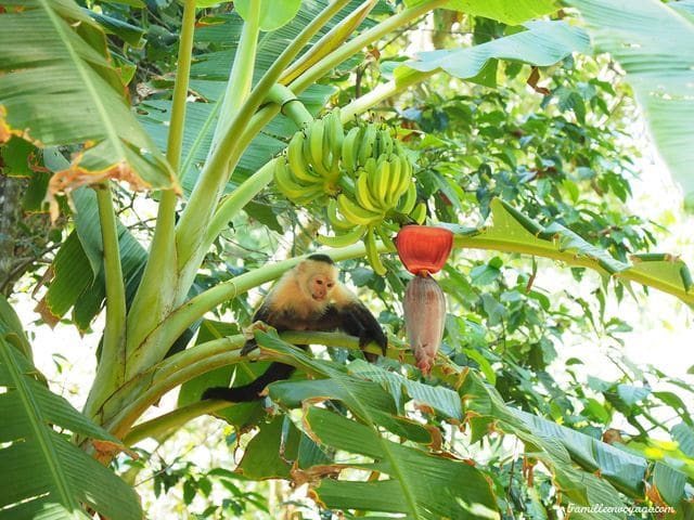 voyage costa rica en famille puerto jimenez corcovado