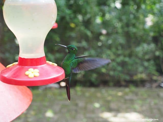 costa-rica-colibri