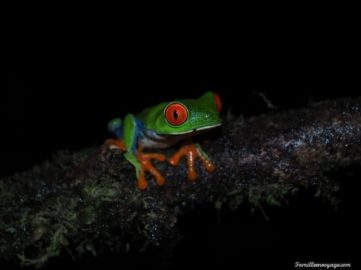 grenouille aux yeux rouge costa rica