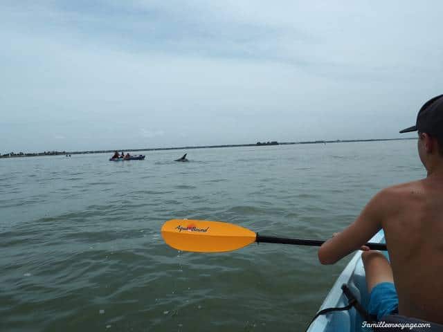 caladesi island floride dolphins