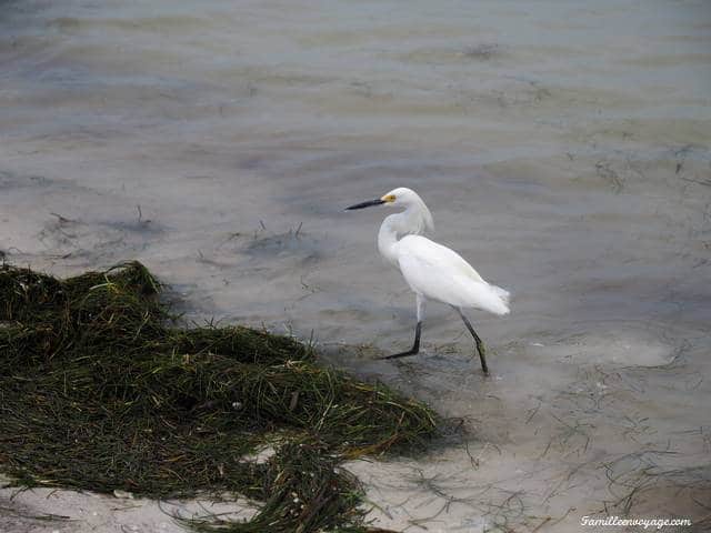 caladesi island floride bird