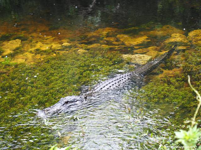 everglades