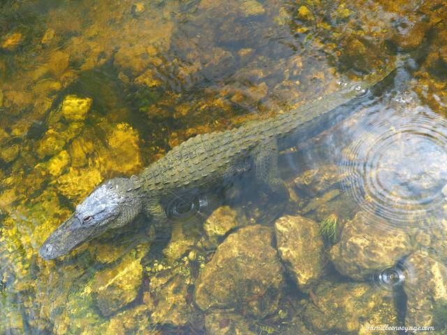 everglades