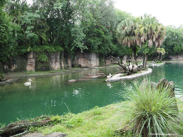 Kilimanjaro Safari tour animal kingdom