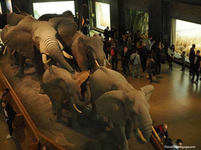 musée histoire naturelle New York