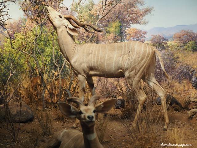 musée histoire naturelle New York