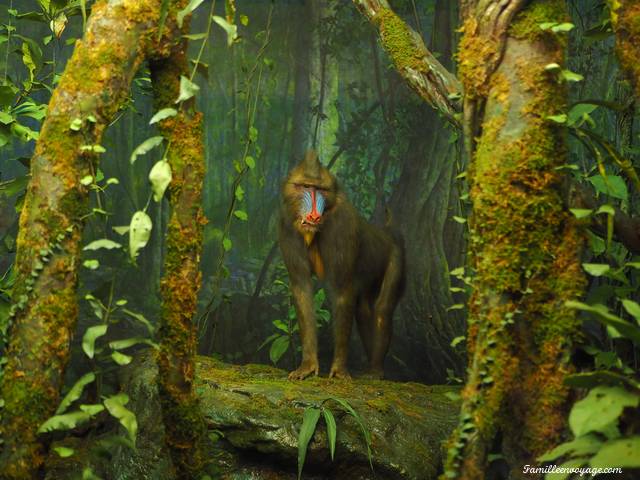 musée histoire naturelle New York