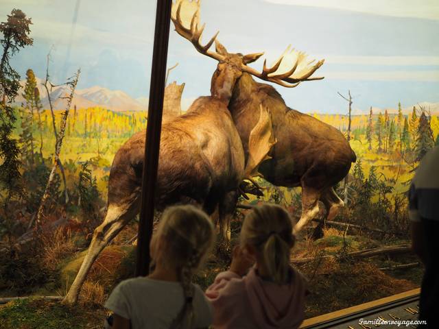 musée histoire naturelle New York