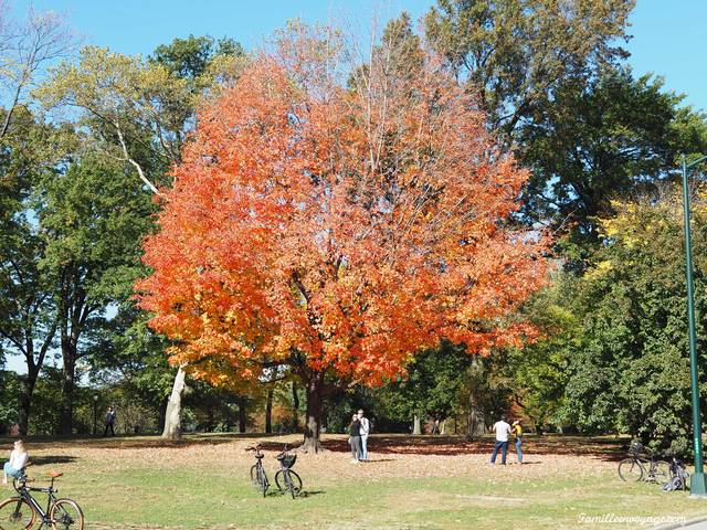 central park en automne
