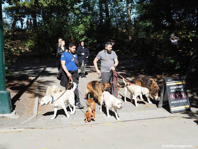 central park en automne promeneurs de chiens