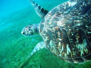 tortues malendure guadeloupe