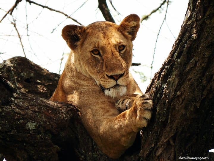 safari Tanzanie en famille