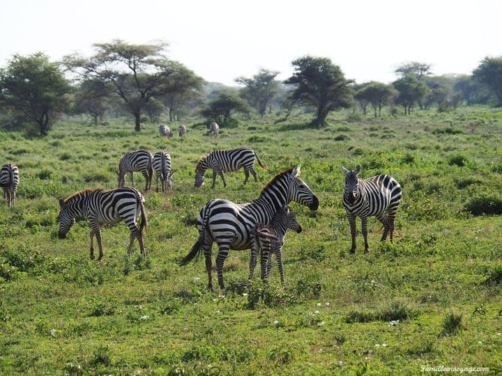 Safari Tanzanie en famille