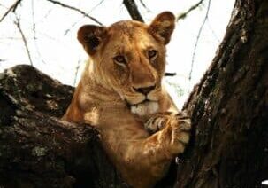 safari Tanzanie en famille