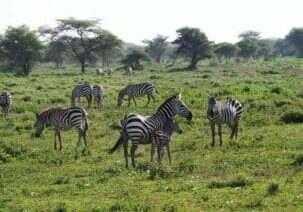 Safari Tanzanie en famille